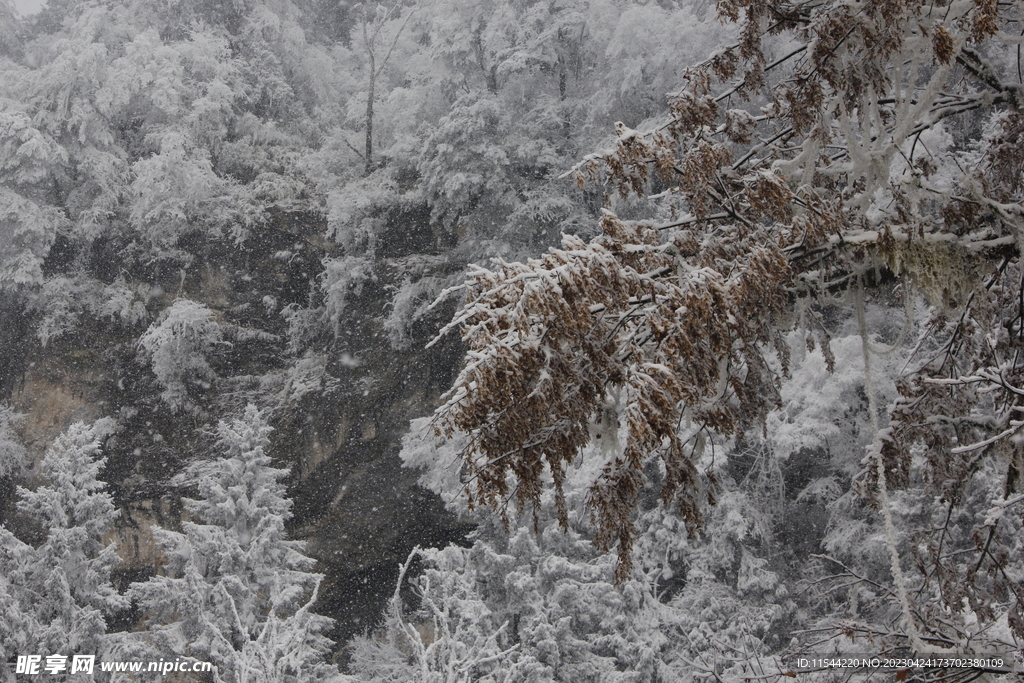 雪山松树