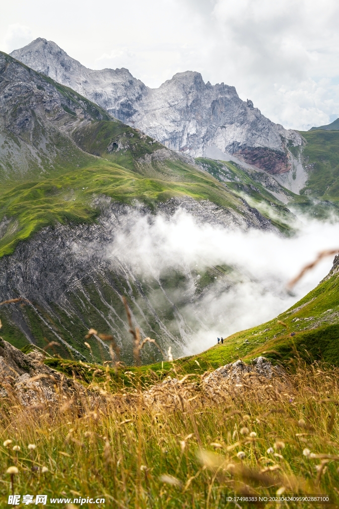 山中野花