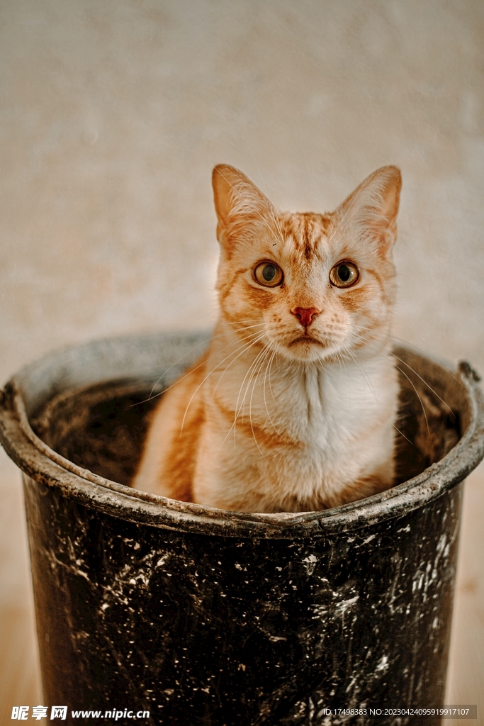 猫儿