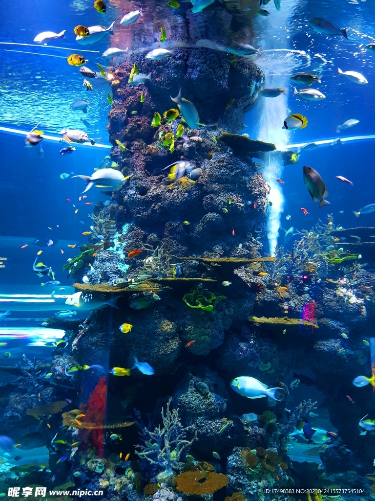 海鱼