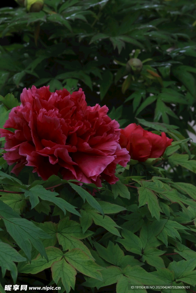 牡丹花 