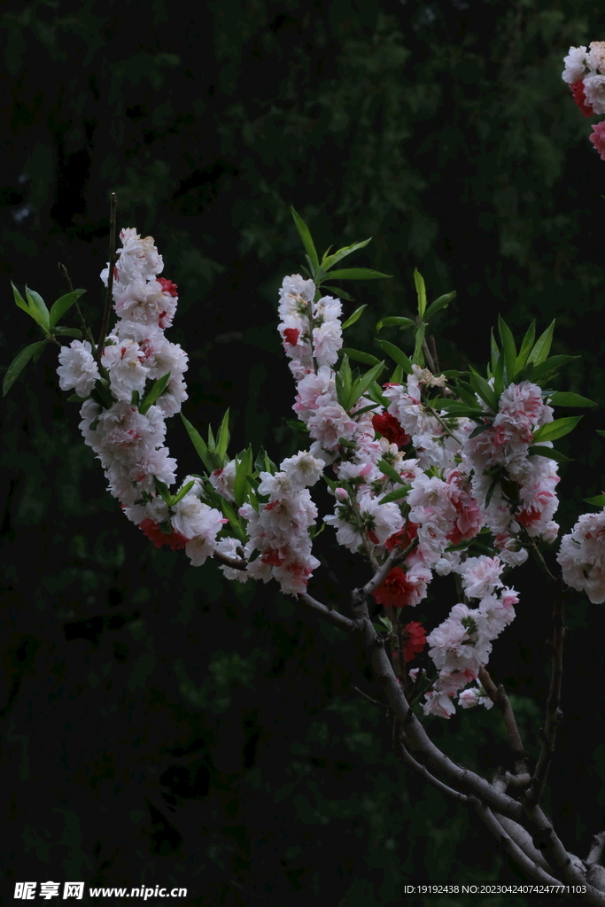 碧桃花 