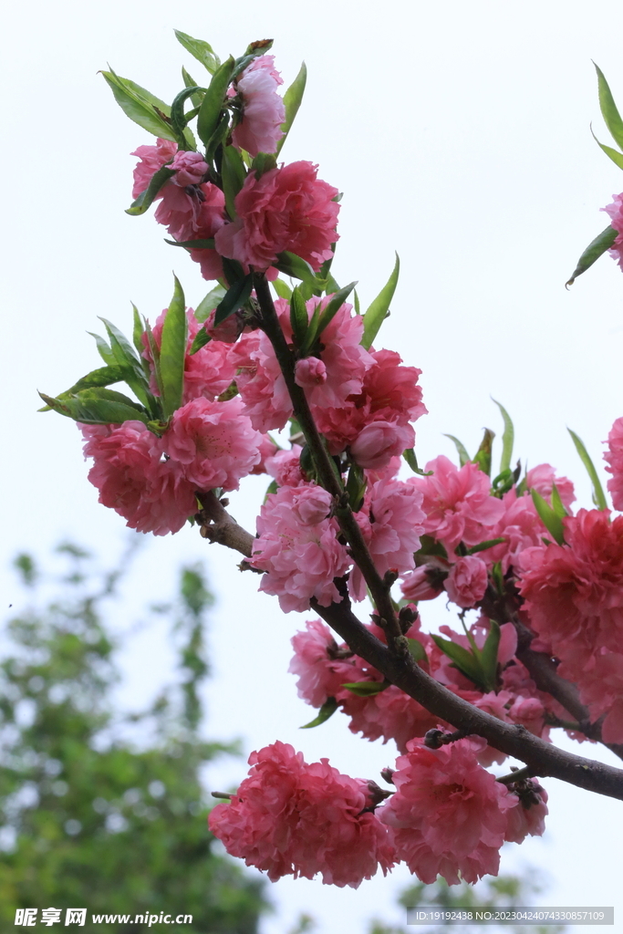 桃花 