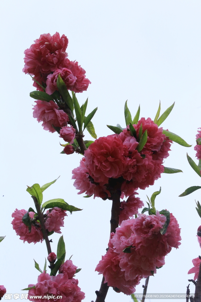 桃花