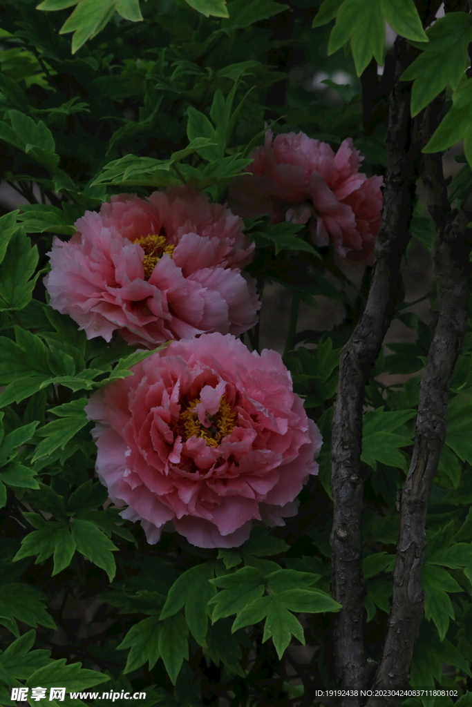 牡丹花