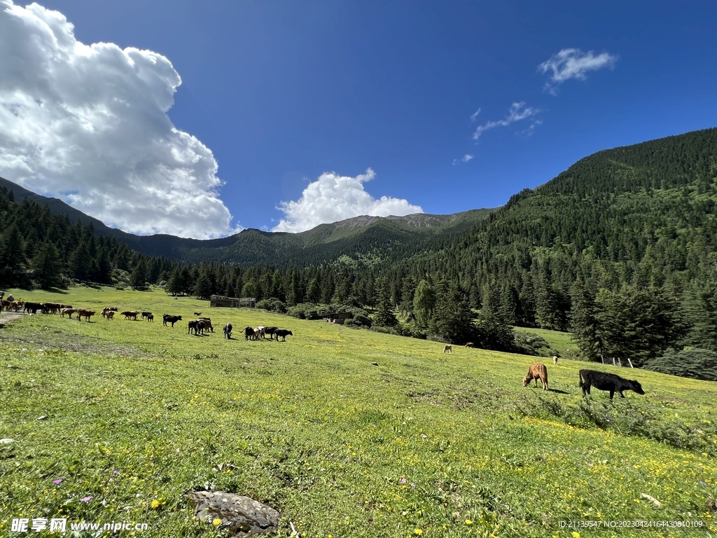 高山草原牧场