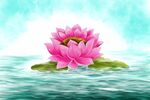 莲花矢量素材