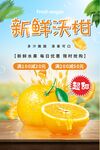 沃柑海报