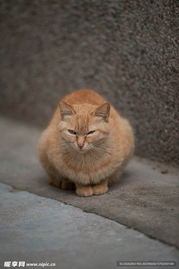 流浪猫