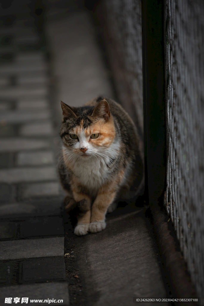 流浪猫