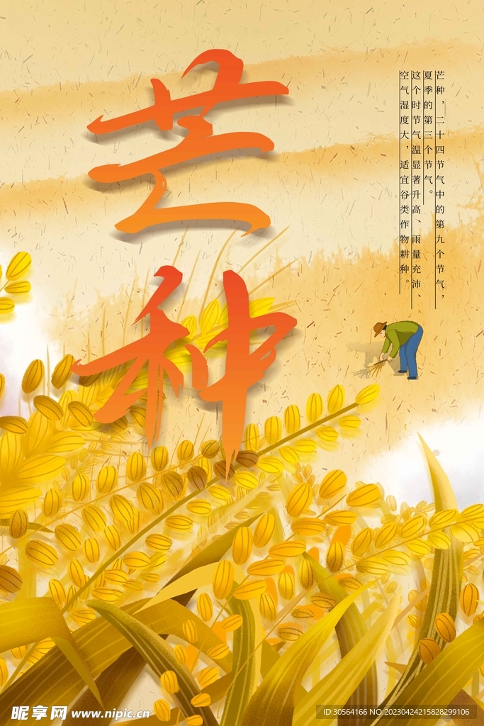 芒种