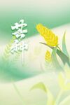 芒种