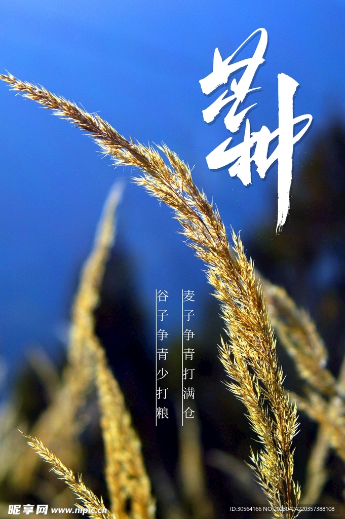 芒种