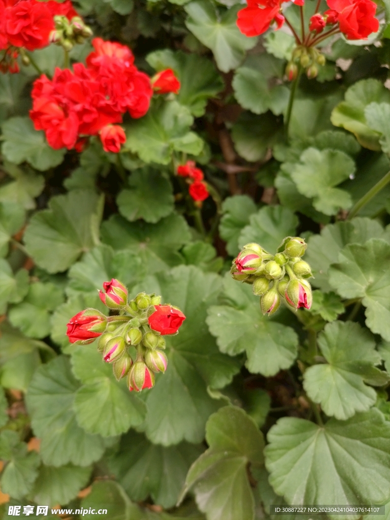 红花 野花花苞