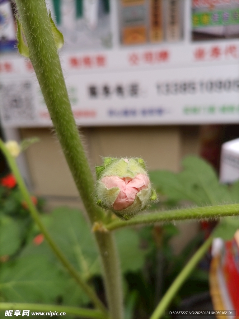 蜀葵 花苞