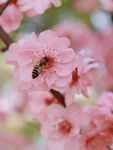 蜜蜂樱花