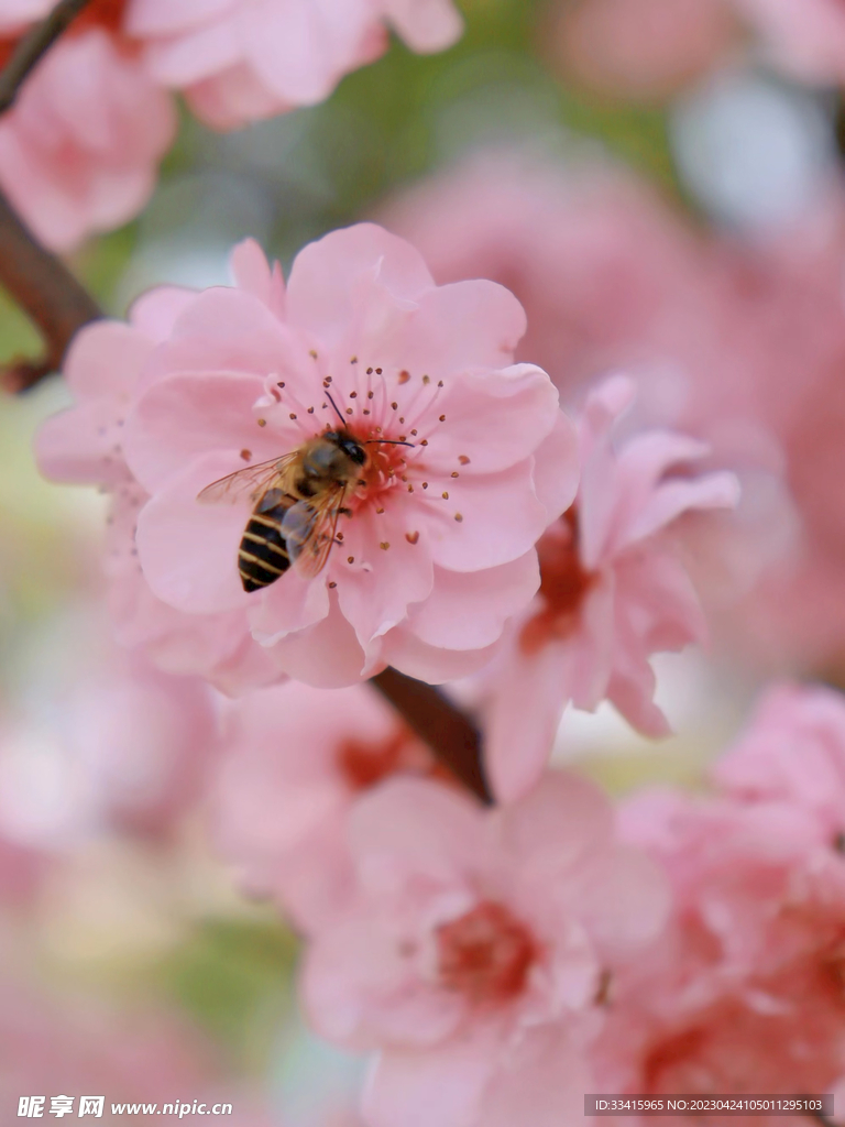 蜜蜂樱花