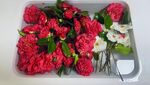山茶花