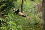 熊猫panda图片
