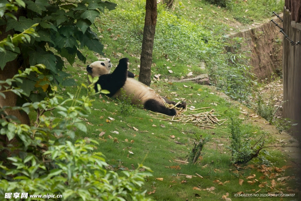 熊猫panda图片