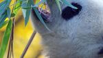 熊猫panda图片