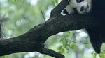 熊猫panda图片
