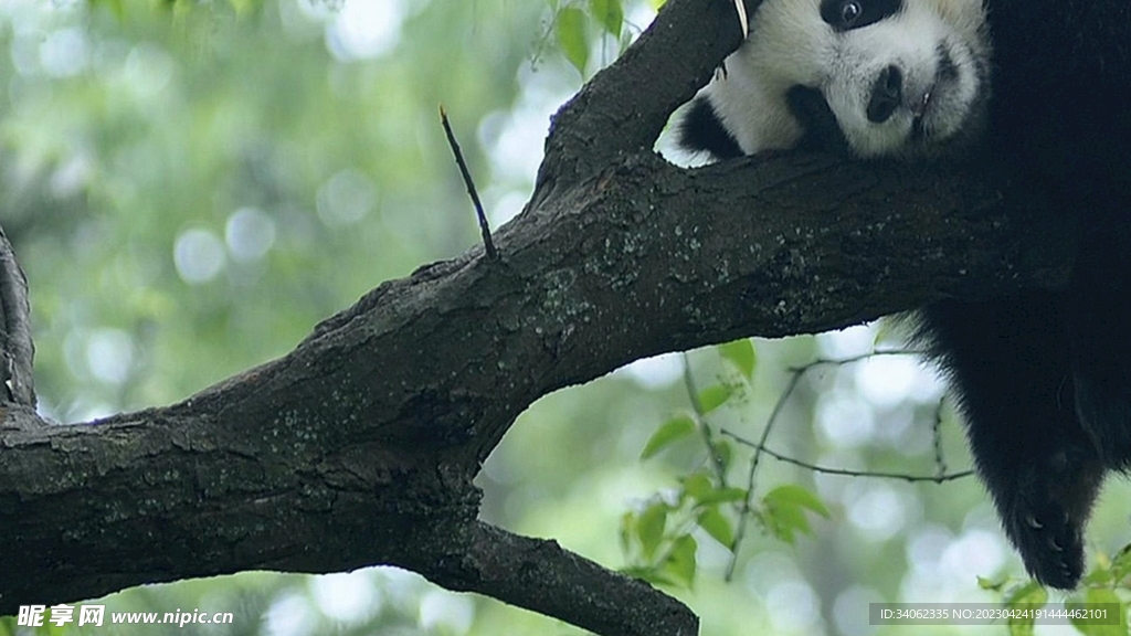 熊猫panda图片