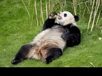 熊猫panda图片