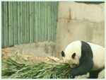 熊猫panda图片
