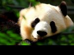 熊猫panda图片