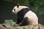熊猫panda图片