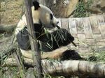 熊猫panda图片