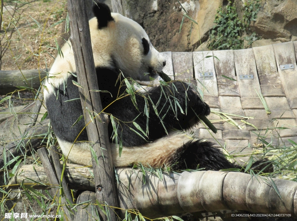 熊猫panda图片
