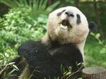 熊猫panda图片