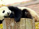 熊猫panda图片