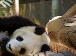 熊猫panda图片
