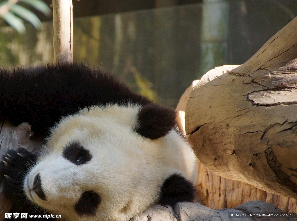熊猫panda图片