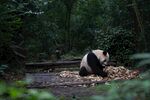 熊猫panda图片