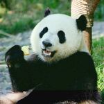 熊猫panda图片