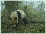熊猫panda图片