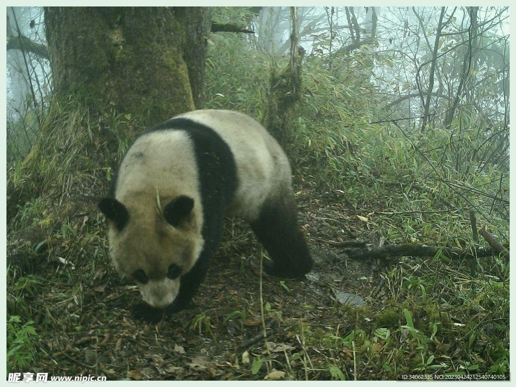 熊猫panda图片