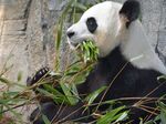 熊猫panda图片
