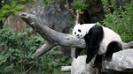 熊猫素材图