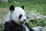 熊猫图片