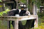 panda熊猫图片