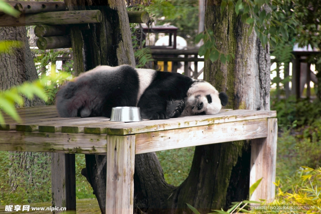 panda熊猫图片