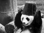 panda熊猫图片