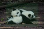 熊猫图片