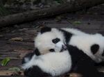 熊猫图