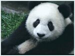 panda熊猫图片